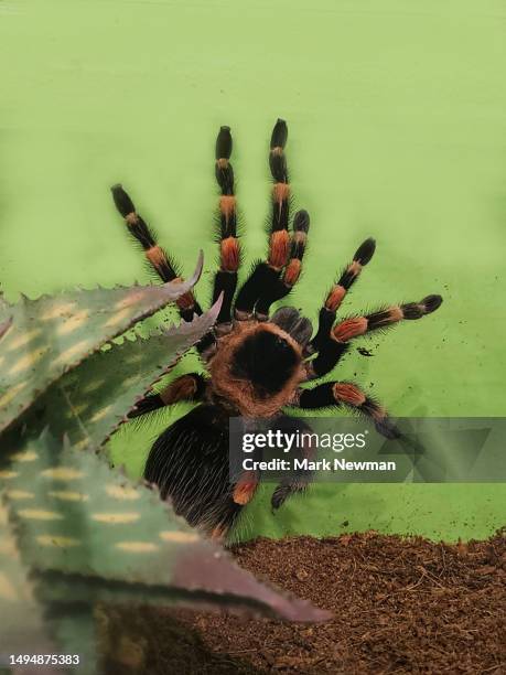 mexican red knee tarantula - mexican redknee tarantula stock pictures, royalty-free photos & images