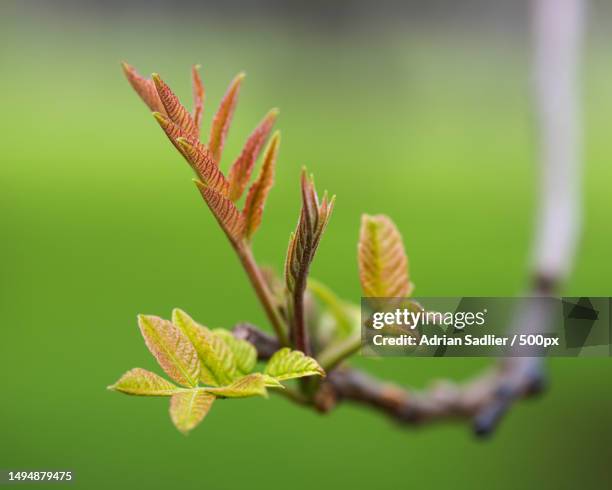close-up of plant leaves,dublin,ireland - beginning stock pictures, royalty-free photos & images