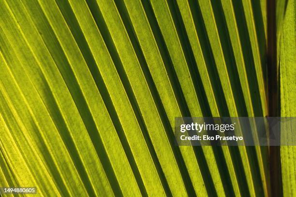 palm leaves with natural lines and patterns - leaf vein stock pictures, royalty-free photos & images