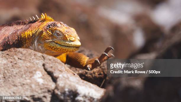 close-up of iguana on rock,galapagos,ecuador - galapagos stock pictures, royalty-free photos & images
