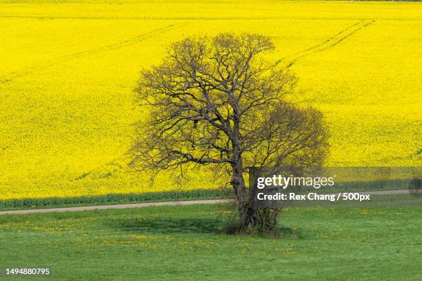 scenic view of field,hechingen,germany - 德國 foto e immagini stock