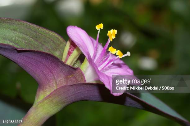 close-up of purple iris flower,denmark - stamen stock pictures, royalty-free photos & images