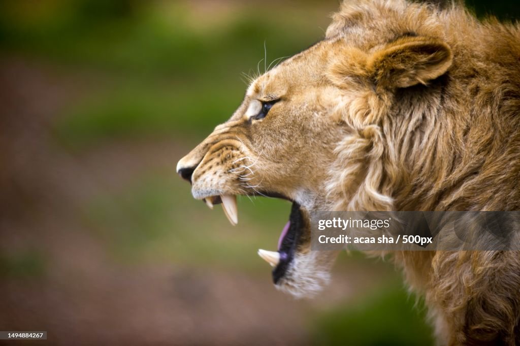 Close-up of lion yawning,Mbeya Region,Tanzania