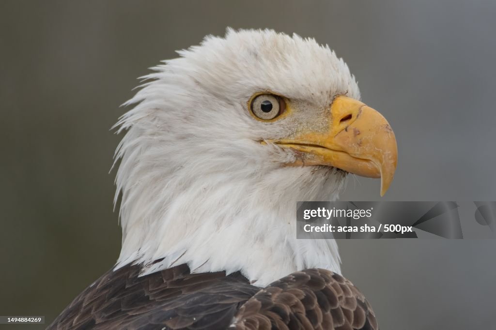 Close-up of bald eagle,Mbeya Region,Tanzania