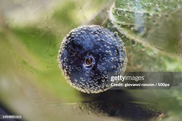 close-up of water drop on leaf,provincia autonoma di trento,italy - provincia di trento stock-fotos und bilder