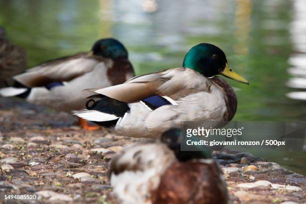 close-up of ducks swimming on lake,provincia autonoma di trento,italy - provincia di trento stock-fotos und bilder