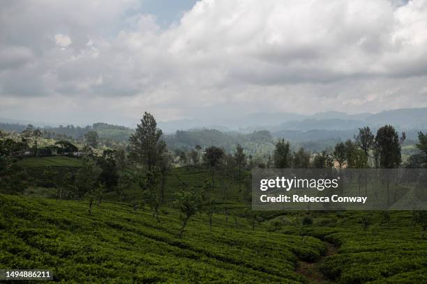 The train passes through tea plantations on May 30, 2023 on the route between Kandy and Ella, Sri Lanka. The Central Bank of Sri Lanka predicts the...