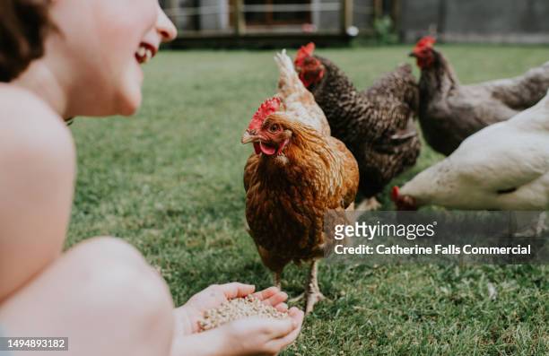 a young girl feeds her domestic pet chickens - hand over mouth stock pictures, royalty-free photos & images