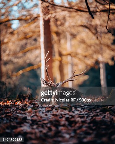 Fallow Red Closeup Of Red Fallow Deer In Forest Theux Belgium High-Res Stock Photo ...