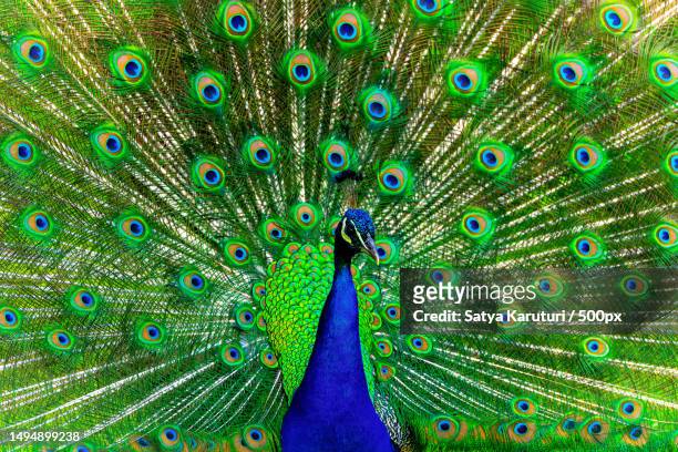 close-up of peacock with fanned out feathers,gironde,france - peacock feathers stock-fotos und bilder