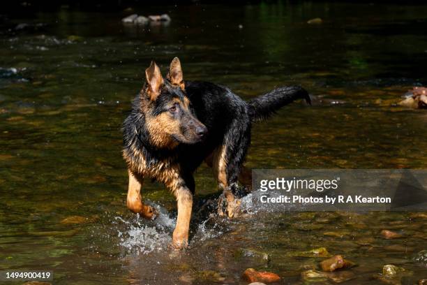 young german shepherd playing in a river - german shepherd playing stock pictures, royalty-free photos & images