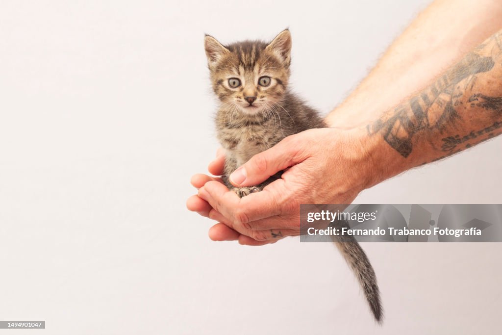 Kitten portrait on hands