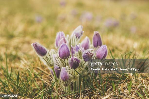 close-up of purple pulsatilla grandis flowers on field,czech republic - pulsatilla grandis stock pictures, royalty-free photos & images
