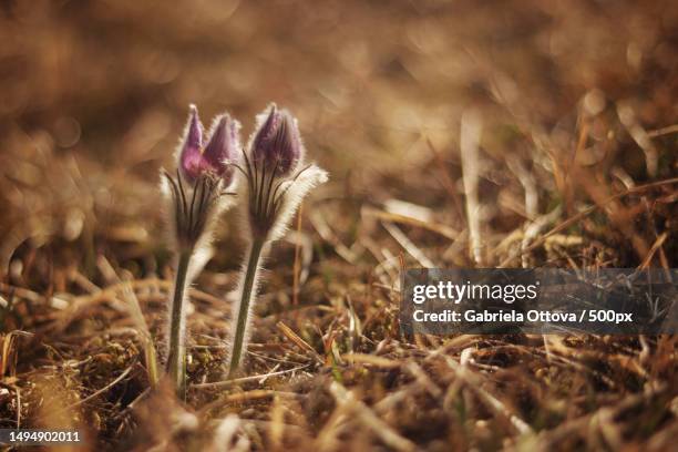 close-up of purple flowering pulsatilla grandis plant on field,czech republic - pulsatilla grandis stock pictures, royalty-free photos & images