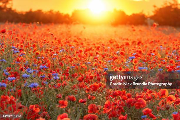 a field of poppies - solsticio de verano fotografías e imágenes de stock