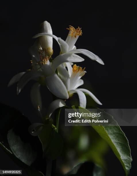 orange blossoms - orange blossom fotografías e imágenes de stock