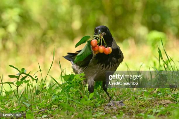 Crow Rott'n 578 Hooded Crow Stock Photos, High-Res Pictures, and Images - Getty Images