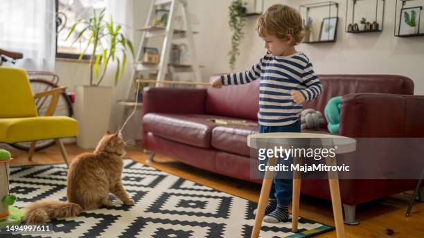 child playing with cat at home. kids and pets. - cat standing stock pictures, royalty-free photos & images