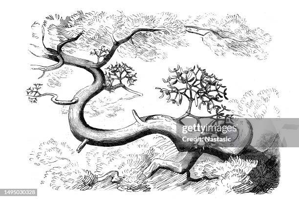 bildbanksillustrationer, clip art samt tecknat material och ikoner med mistletoe in its natural state on the trunks and branches of pine trees - alternative medicine