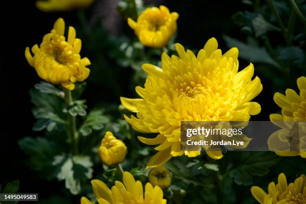 yellow chrysanthemum in the garden - chrysanthemum fotografías e imágenes de stock