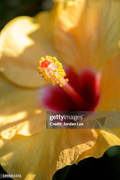 close-up of orange hibiscus flower on pot plant in garden. - pistill bildbanksfoton och bilder