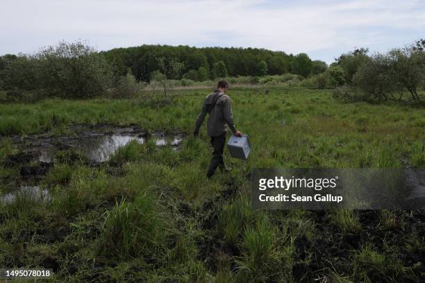 Fabian Frucht, a land manager of the Succow Stiftung foundation, walks on marsh of an approximately 300 hectares rewetted portion of the Sernitzmoor...