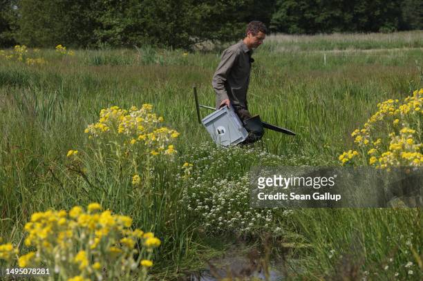 Fabian Frucht, a land manager of the Succow Stiftung foundation, walks among flowering swamp ragwort in the marsh of an approximately 300 hectares...