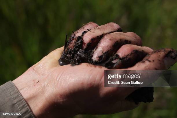 Fabian Frucht, a land manager of the Succow Stiftung foundation, demonstrates the absorption quality of peat by squeezing water from a handful of it...
