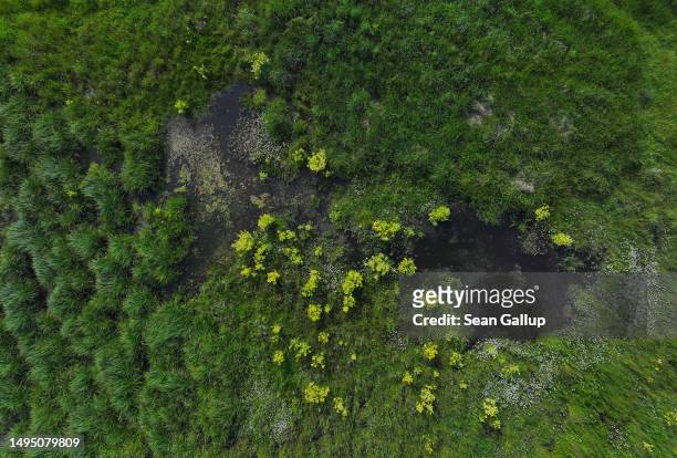 In this aerial view plants grow in the marsh of a rewetted portion of the Sernitzmoor peatland on May 31, 2023 near Greiffenberg, Germany. The Succow...