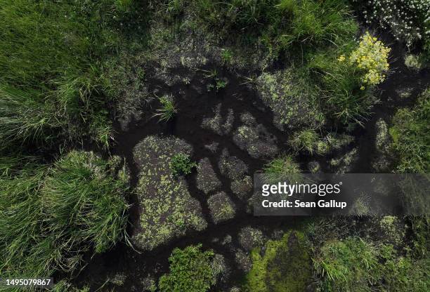 In this aerial view plants grow in the marsh of a rewetted portion of the Sernitzmoor peatland on May 31, 2023 near Greiffenberg, Germany. The Succow...