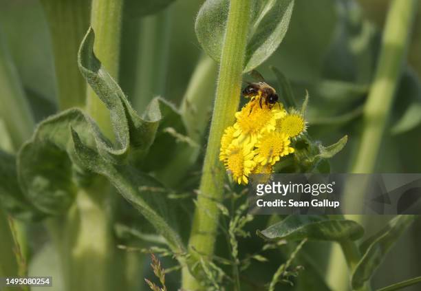 Bee visits a flower of a swamp ragwort plant in the marsh of an approximately 300 hectares rewetted portion of the Sernitzmoor peatland on May 31,...