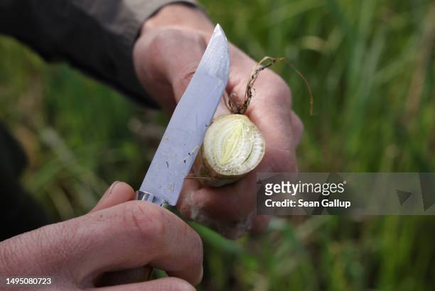 Fabian Frucht, a land manager of the Succow Stiftung foundation, slices the stem of a cattail plant to reveal its air chamber structure that makes it...