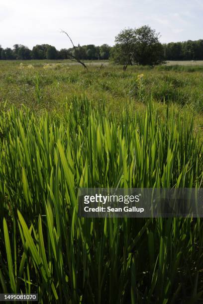 Cattail plants grow in the marsh of a rewetted portion of the Sernitzmoor peatland on May 31, 2023 near Greiffenberg, Germany. The Succow Stiftung, a...