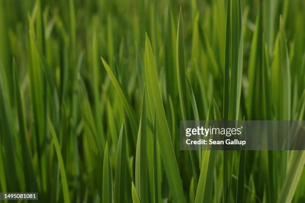 Cattail plants grow in the marsh of a rewetted portion of the Sernitzmoor peatland on May 31, 2023 near Greiffenberg, Germany. The Succow Stiftung, a...