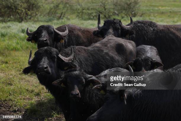 Water buffalo look alert while grazing in the marsh of an approximately 300 hectares rewetted portion of the Sernitzmoor peatland on May 31, 2023...
