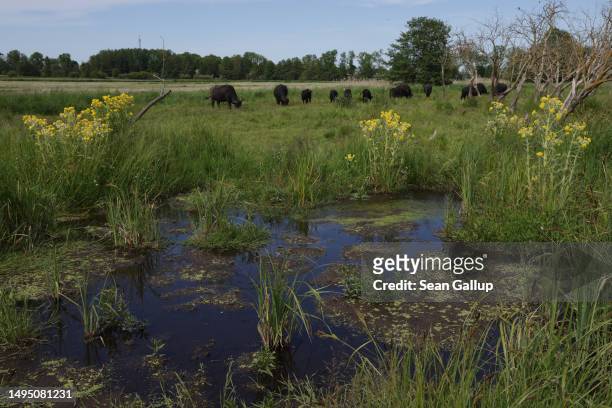 Water buffalo graze in the marsh of an approximately 300 hectares rewetted portion of the Sernitzmoor peatland on May 31, 2023 near Greiffenberg,...
