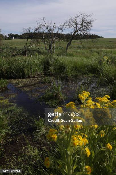 Plants, including a flowering swamp ragwort , grow in the marsh of a rewetted portion of the Sernitzmoor peatland on May 31, 2023 near Greiffenberg,...