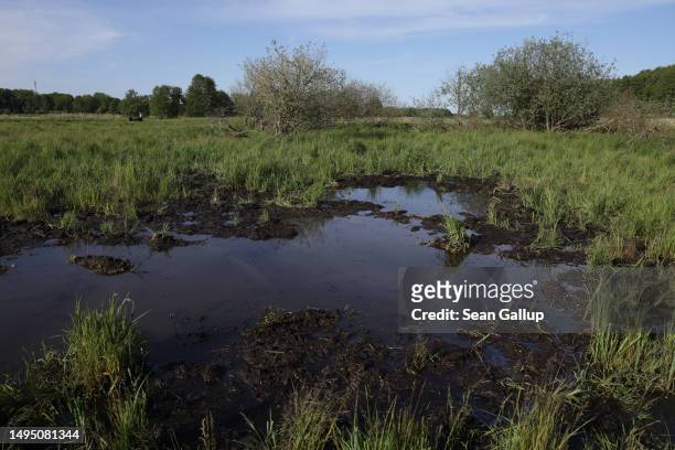 Black peat lies in water as plants grow in the marsh of a rewetted portion of the Sernitzmoor peatland on May 31, 2023 near Greiffenberg, Germany....