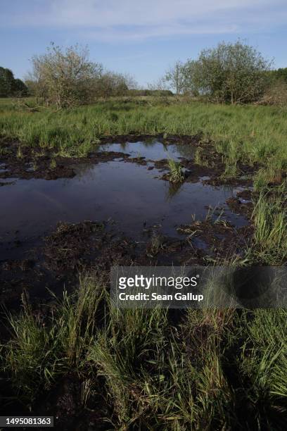 Black peat lies in water as plants grow in the marsh of a rewetted portion of the Sernitzmoor peatland on May 31, 2023 near Greiffenberg, Germany....