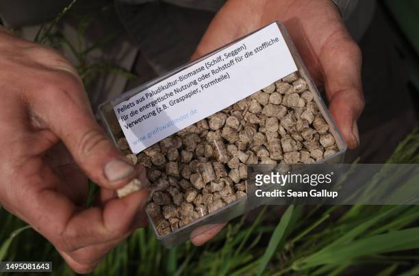 Fabian Frucht, a land manager of the Succow Stiftung foundation, holds a box containing pellets made from biomass including marsh reeds that has...
