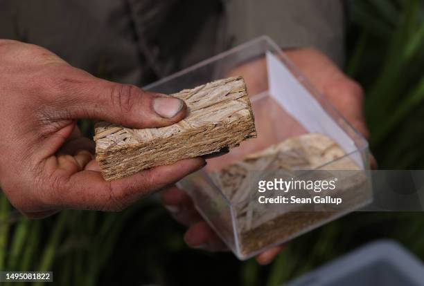 Fabian Frucht, a land manager of the Succow Stiftung foundation, holds a box containing insulation material made from compressed, shredded cattail...