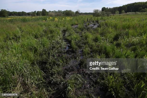 Plants grow in the marsh of a rewetted portion of the Sernitzmoor peatland on May 31, 2023 near Greiffenberg, Germany. The Succow Stiftung, a German...