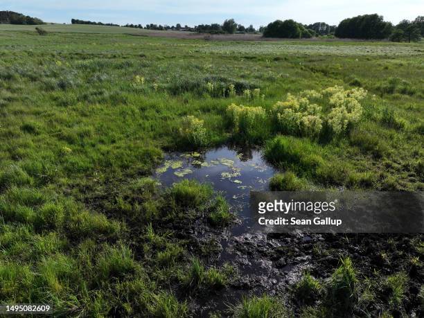 In this aerial view black peat lies in water as plants grow in the marsh of a rewetted portion of the Sernitzmoor peatland on May 31, 2023 near...