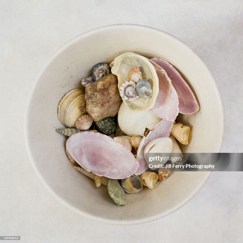 Shells in bowl