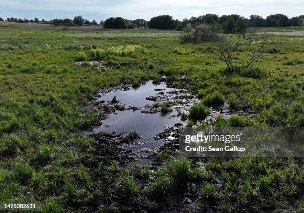 In this aerial view black peat lies in water as plants grow in the marsh of a rewetted portion of the Sernitzmoor peatland on May 31, 2023 near...