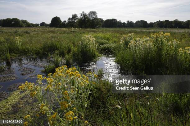Plants grow in the marsh of a rewetted portion of the Sernitzmoor peatland on May 31, 2023 near Greiffenberg, Germany. The Succow Stiftung, a German...