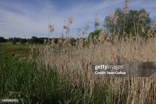 Marsh Land Reeds Pictures and Photos - Getty Images