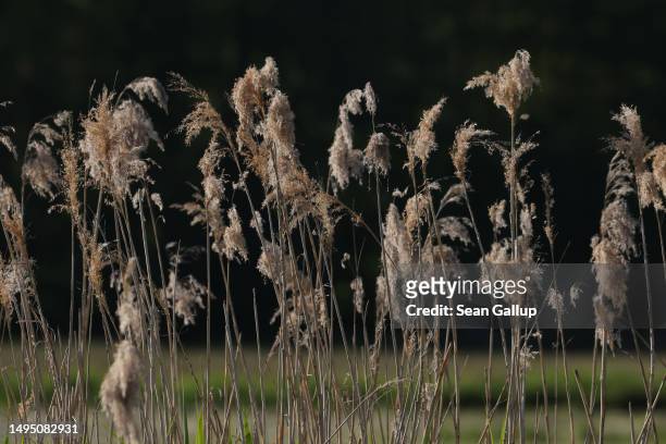 Reeds grow in the marsh of a rewetted portion of the Sernitzmoor peatland on May 31, 2023 near Greiffenberg, Germany. The Succow Stiftung, a German...