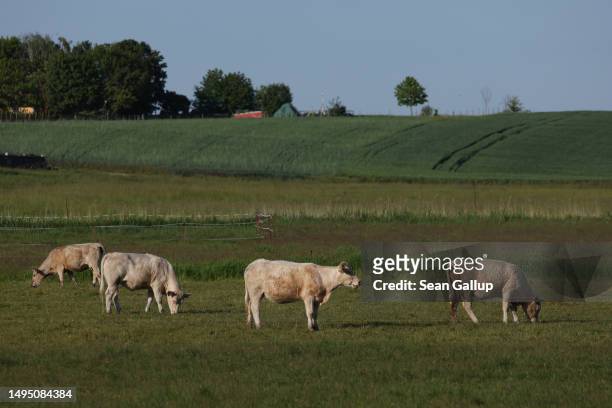 Cows graze on a portion of the Sernitzmoor peatland that after World War II was drained in order to transform it from marsh to agricultural land on...