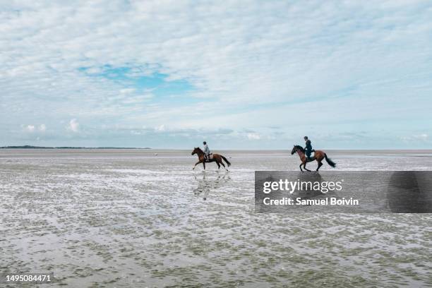galloping in the baie de somme under a spellbinding sky - knight horse chess imagens e fotografias de stock